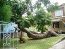Tree on Bequia Island in The Grenadines